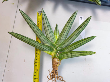 Sansevieria Fatman (9) | Rare Plant