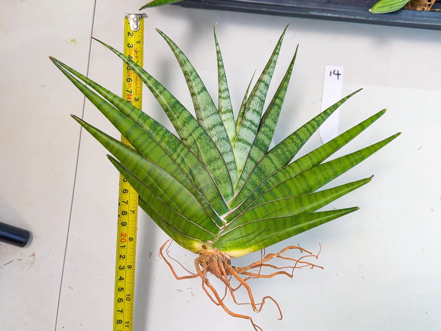 Sansevieria Inshalla (14) | Imported Hybrids