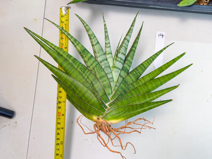 Sansevieria Inshalla (14) | Imported Hybrids