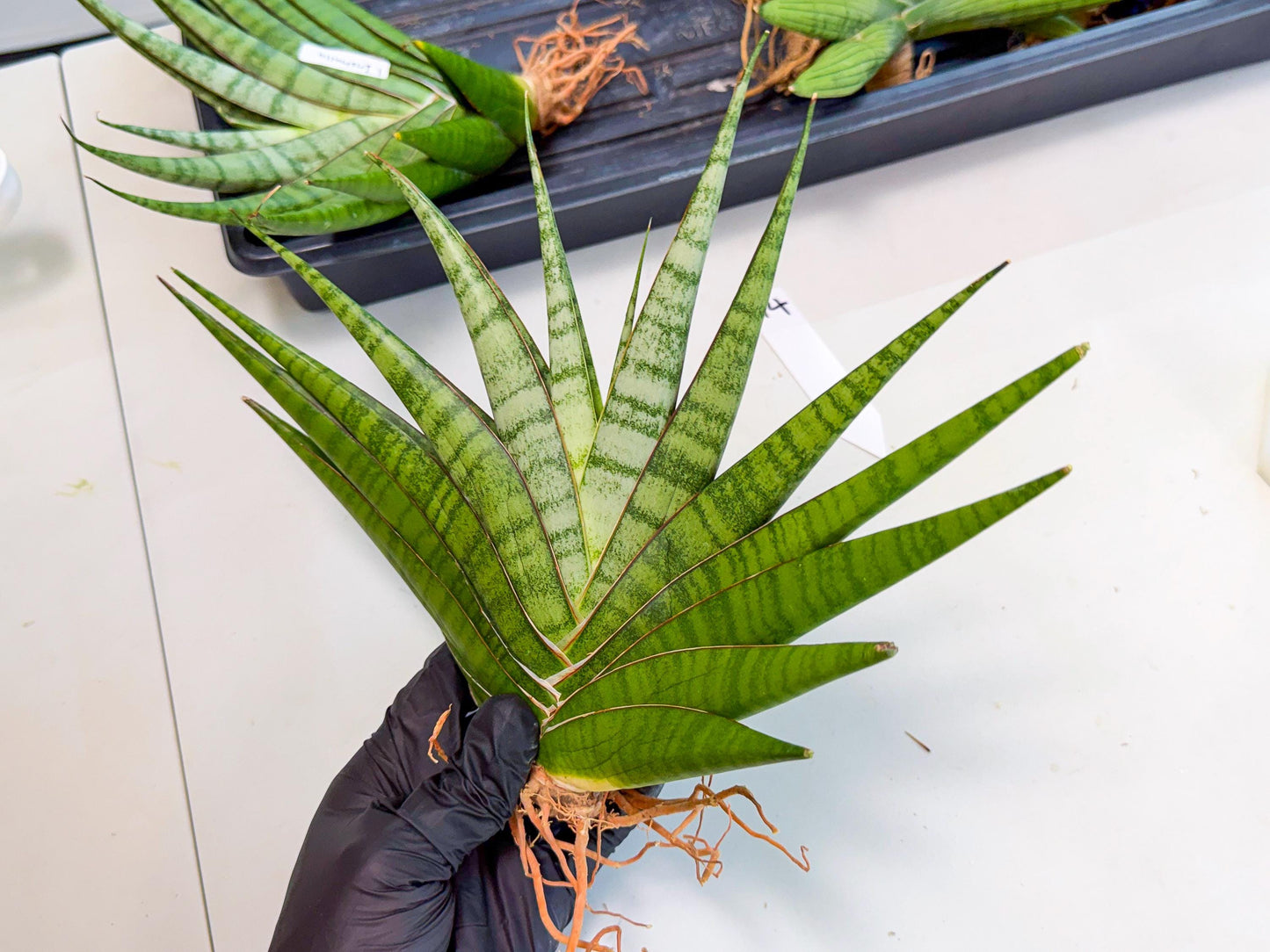 Sansevieria Inshalla (14) | Imported Hybrids