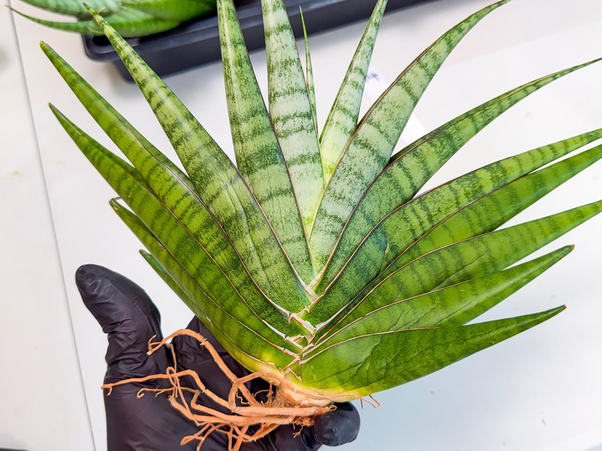 Sansevieria Inshalla (14) | Imported Hybrids