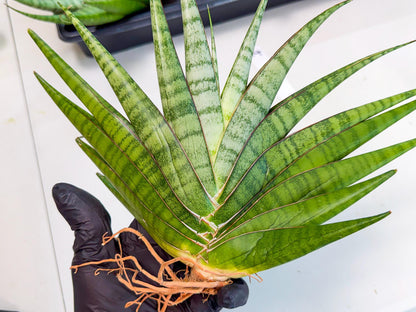 Sansevieria Inshalla (14) | Imported Hybrids