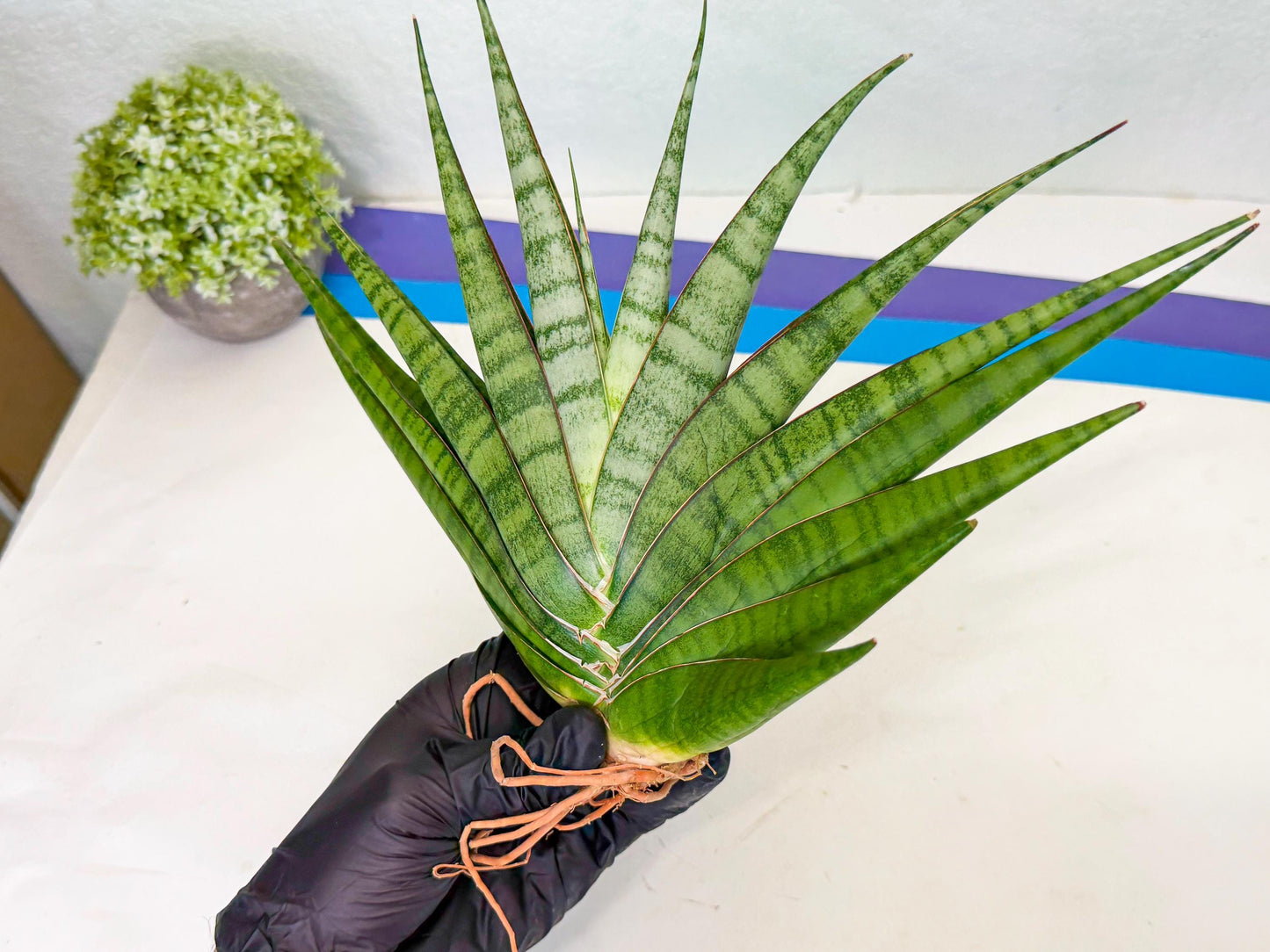 Sansevieria Inshalla (14) | Imported Hybrids