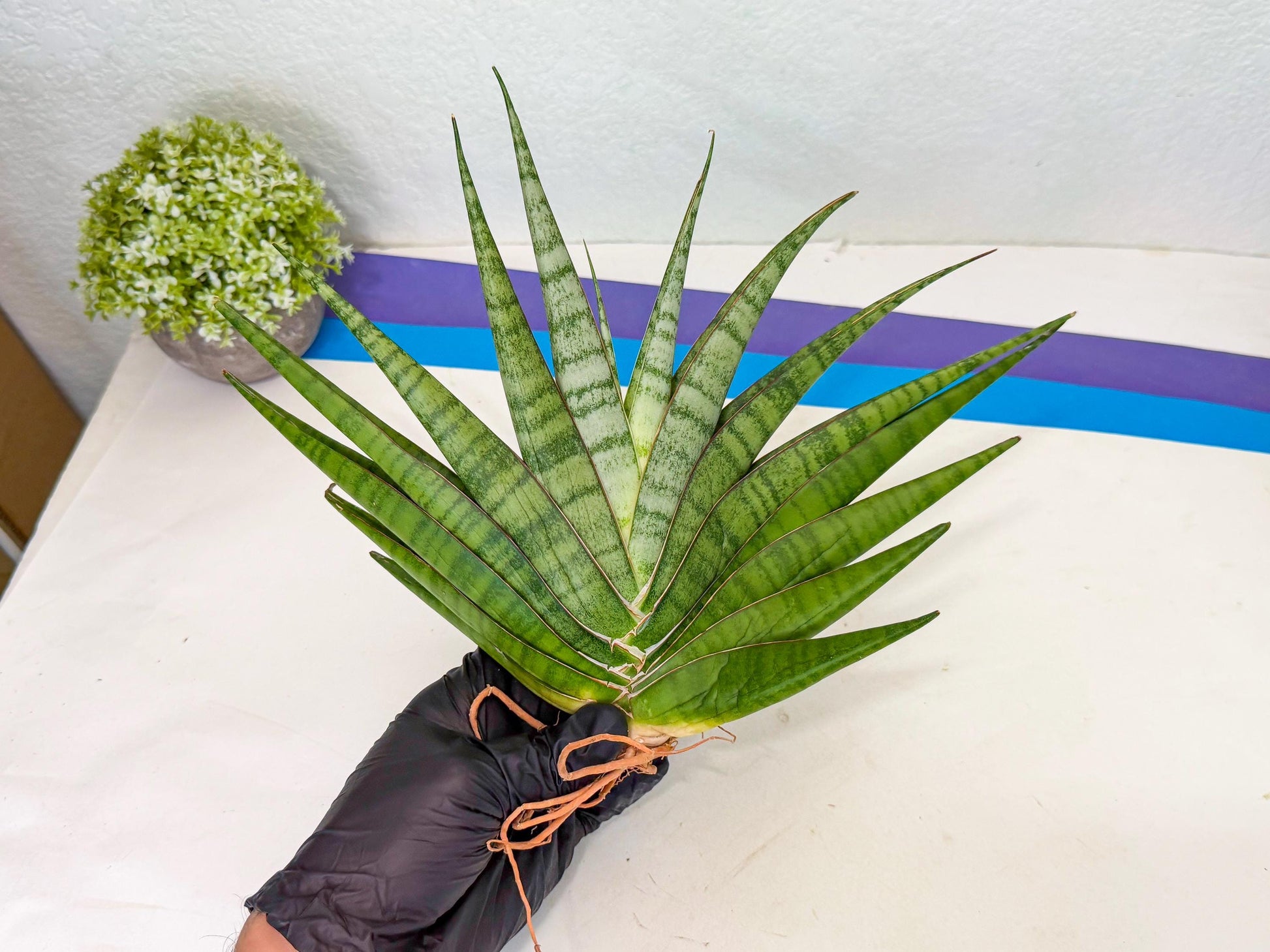 Sansevieria Inshalla (14) | Imported Hybrids