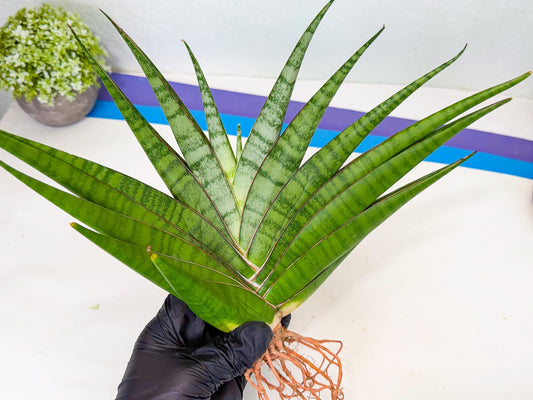 Sansevieria Inshalla (15) | Imported Hybrids