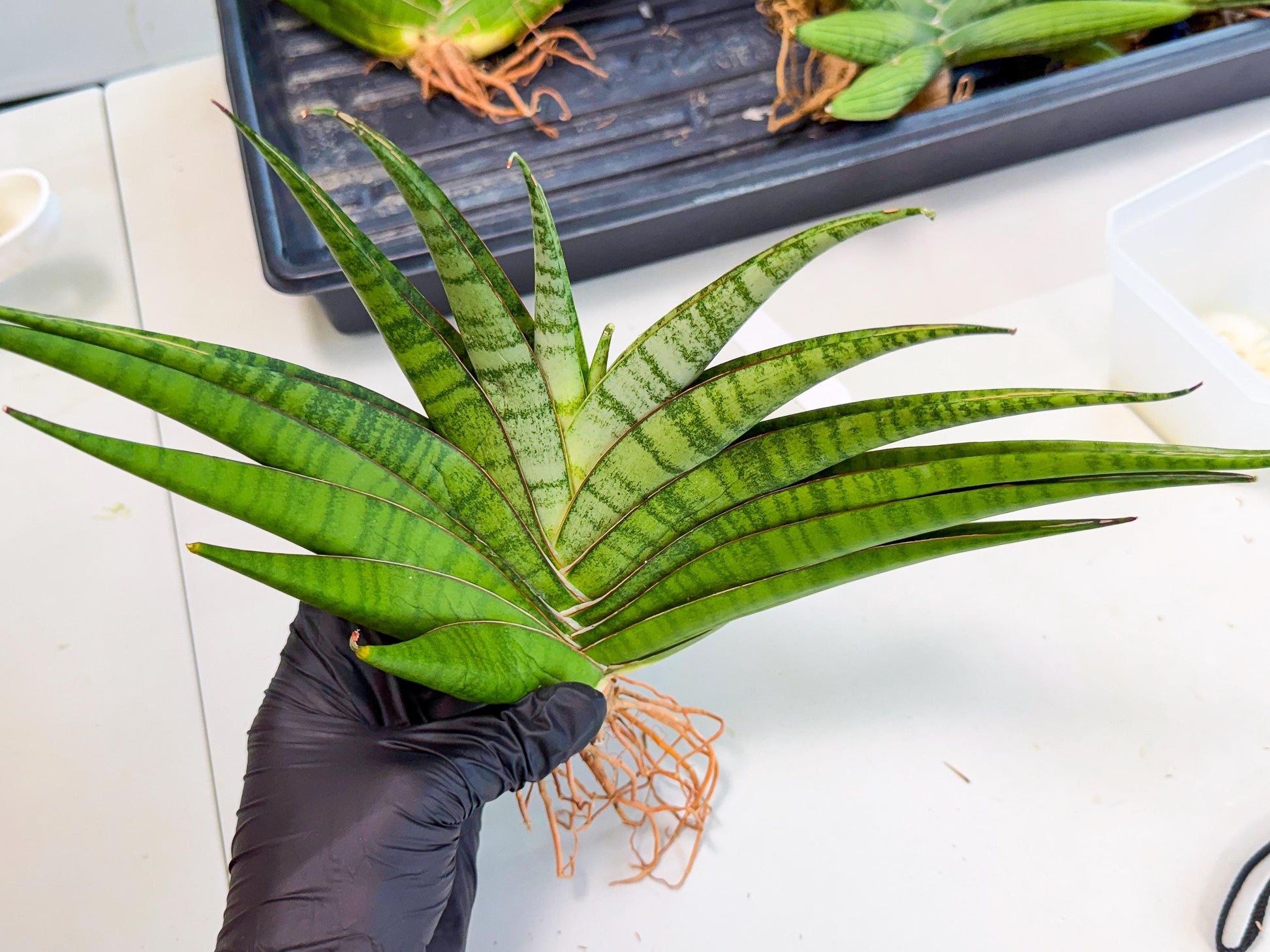Sansevieria Inshalla (15) | Imported Hybrids