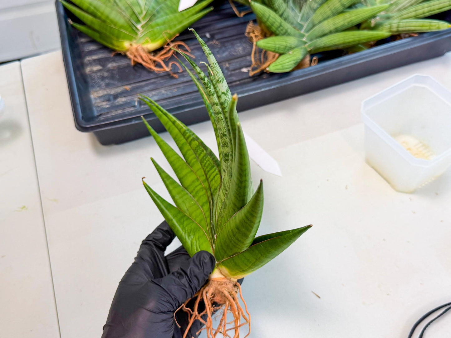 Sansevieria Inshalla (15) | Imported Hybrids
