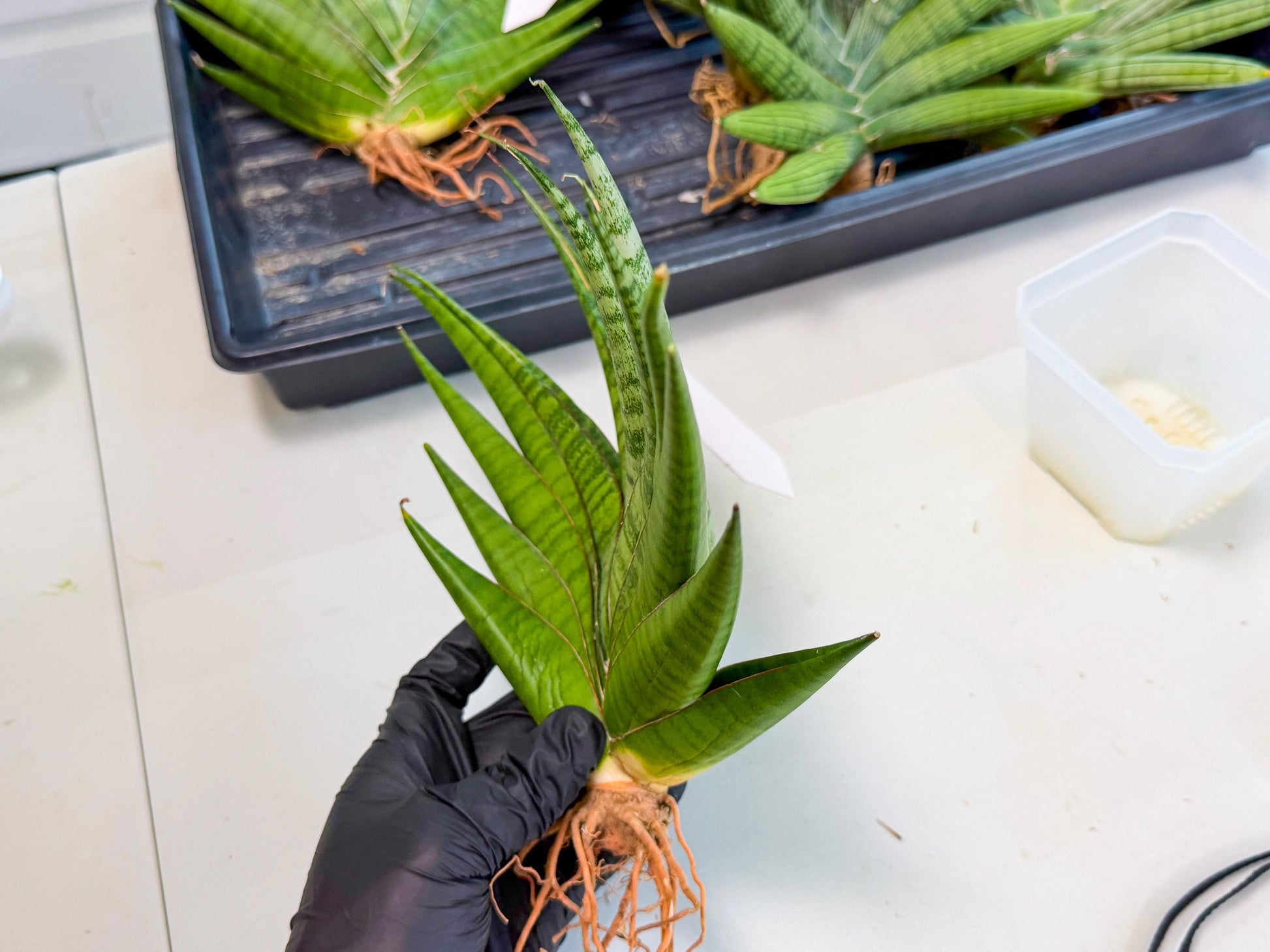 Sansevieria Inshalla (15) | Imported Hybrids