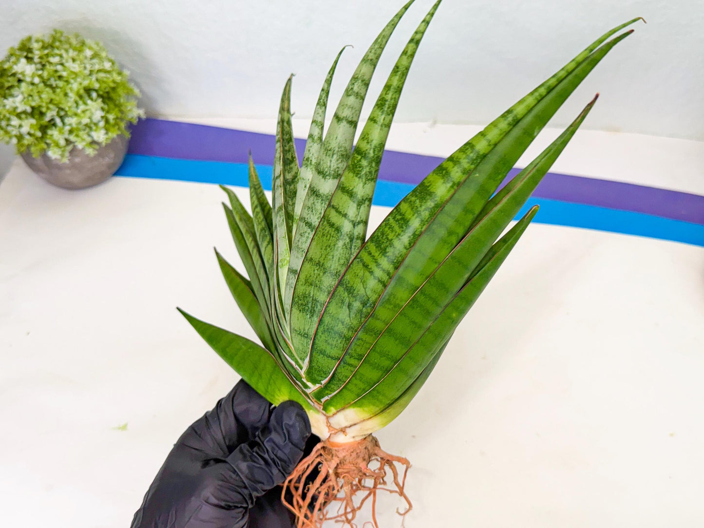 Sansevieria Inshalla (15) | Imported Hybrids