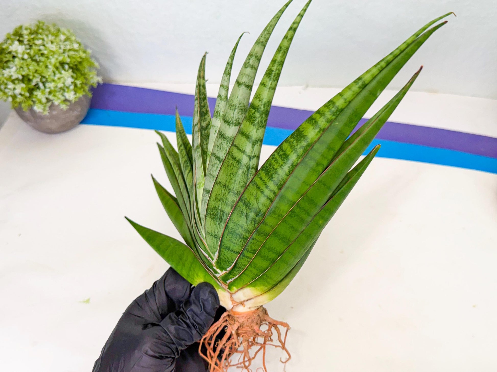 Sansevieria Inshalla (15) | Imported Hybrids
