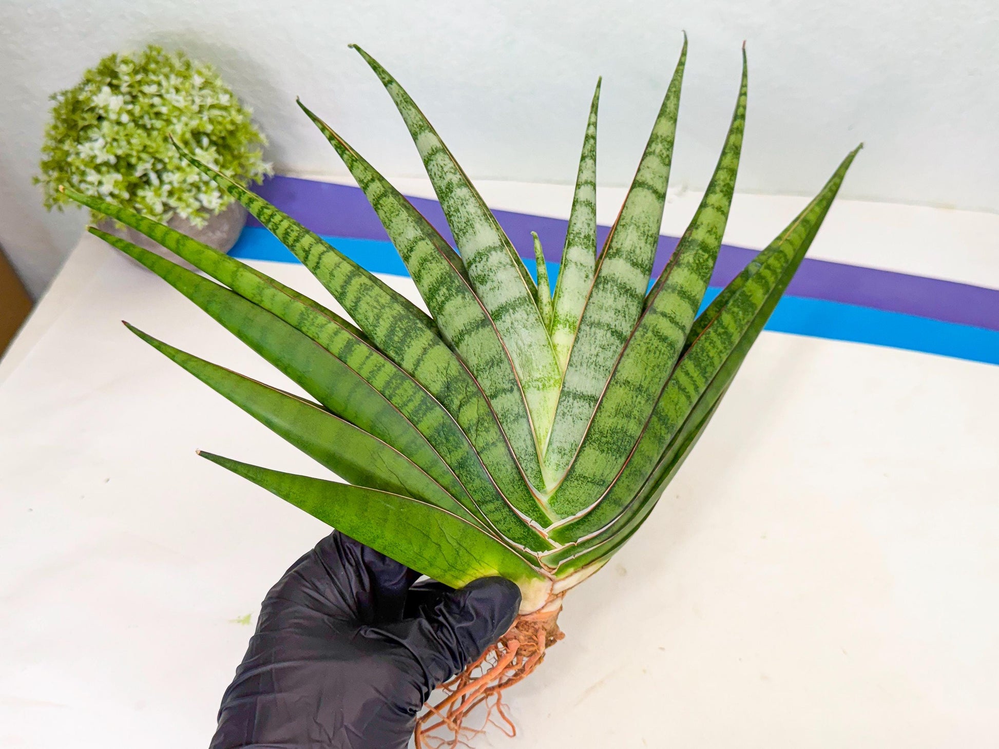 Sansevieria Inshalla (15) | Imported Hybrids