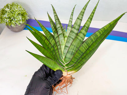 Sansevieria Inshalla (15) | Imported Hybrids