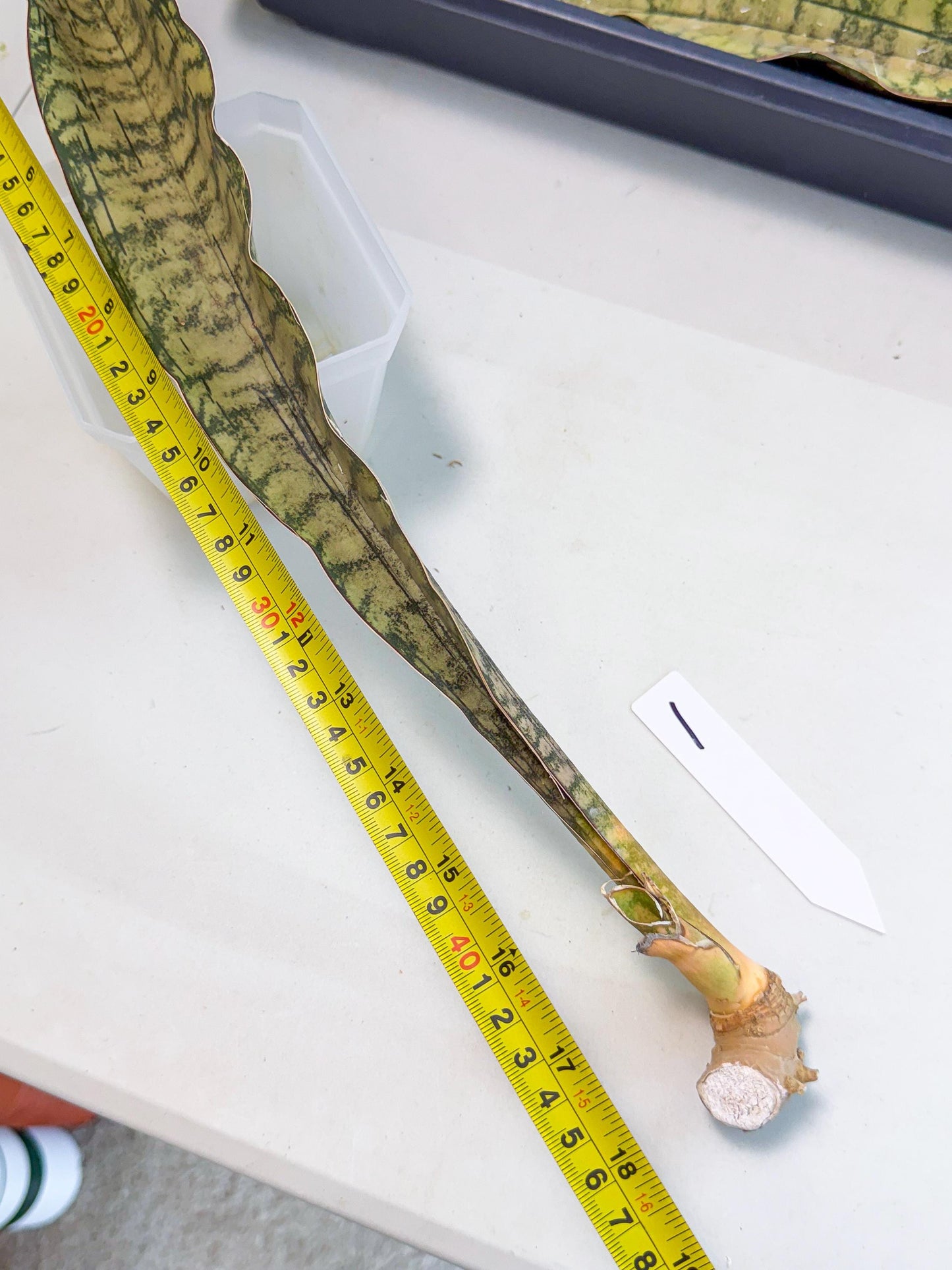 Sansevieria Kirkii Pepito (1) | Rare House Plant