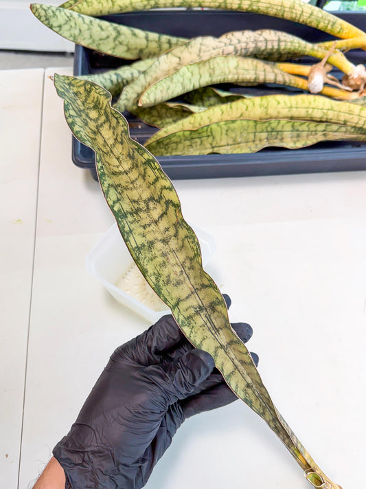 Sansevieria Kirkii Pepito (1) | Rare House Plant