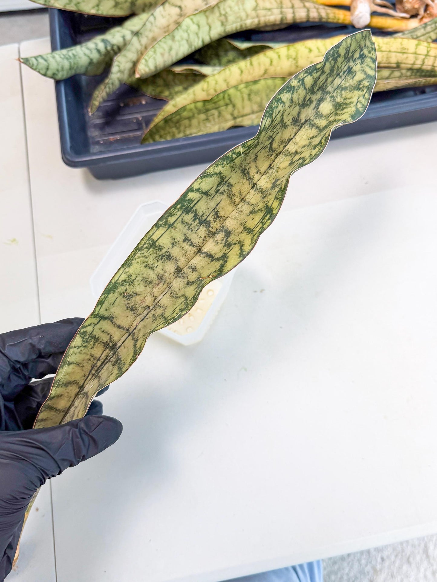 Sansevieria Kirkii Pepito (1) | Rare House Plant