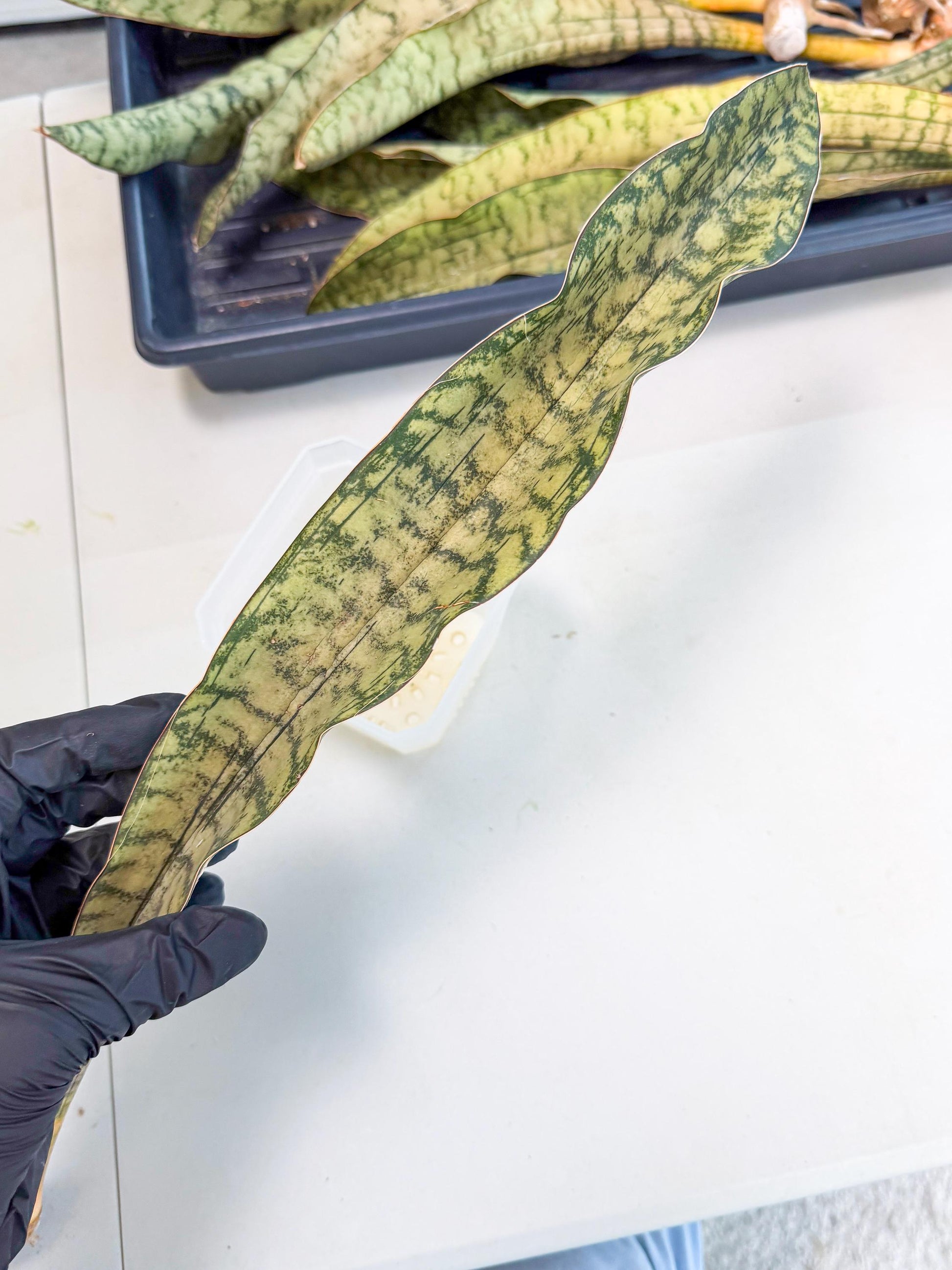 Sansevieria Kirkii Pepito (1) | Rare House Plant