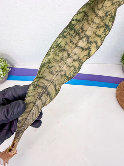 Sansevieria Kirkii Pepito (1) | Rare House Plant