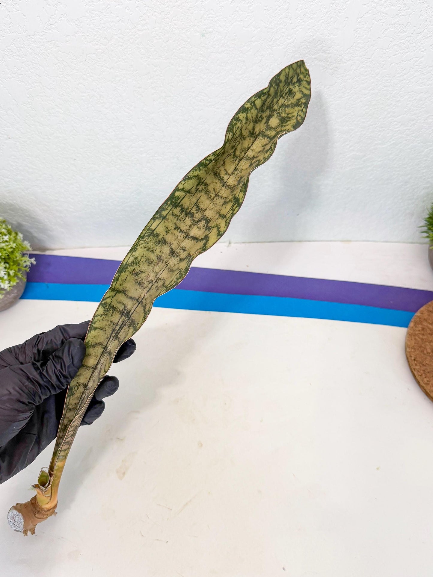 Sansevieria Kirkii Pepito (1) | Rare House Plant