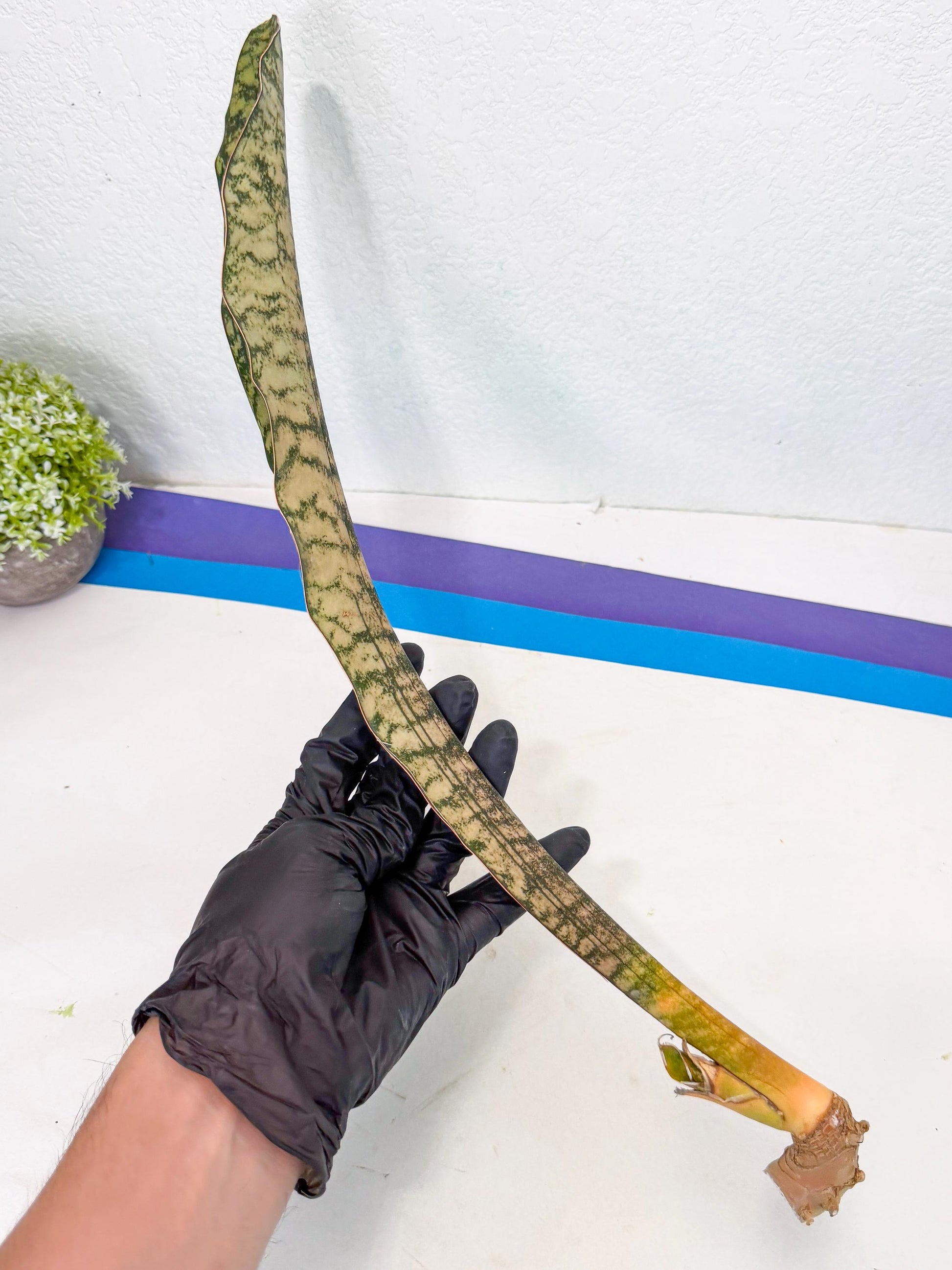 Sansevieria Kirkii Pepito (1) | Rare House Plant