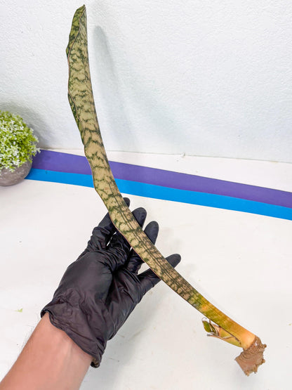 Sansevieria Kirkii Pepito (1) | Rare House Plant