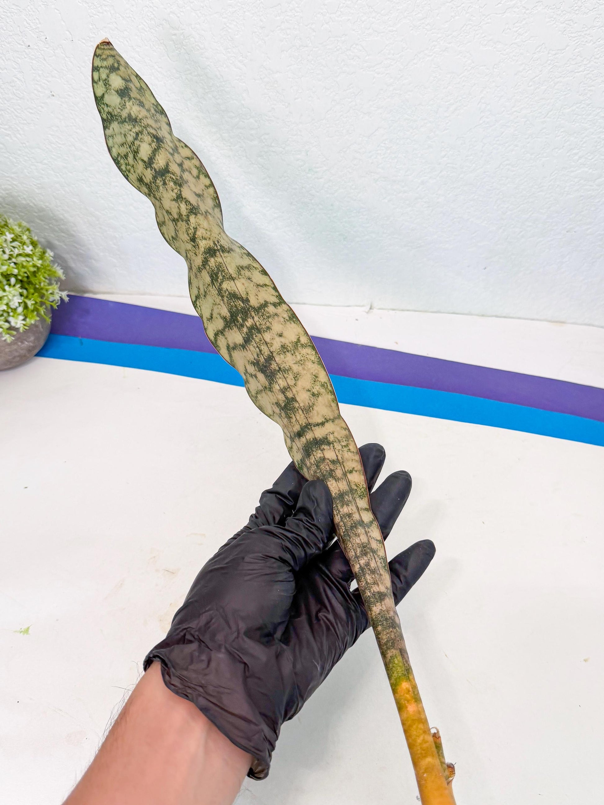 Sansevieria Kirkii Pepito (1) | Rare House Plant