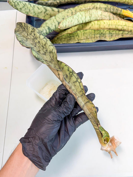 Sansevieria Kirkii Pepito (2) | Rare House Plant