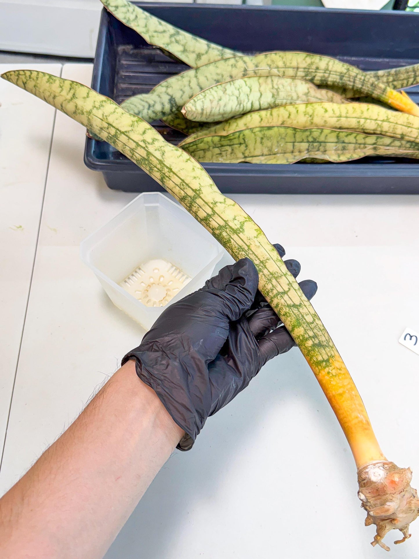 Sansevieria Kirkii Pepito (3) | Rare House Plant