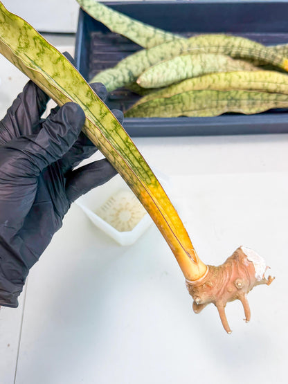 Sansevieria Kirkii Pepito (3) | Rare House Plant