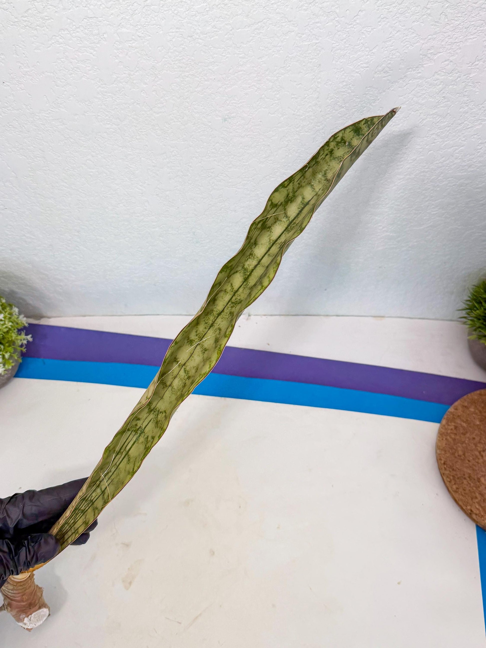 Sansevieria Kirkii Pepito (3) | Rare House Plant
