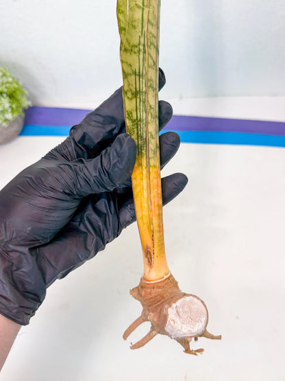 Sansevieria Kirkii Pepito (3) | Rare House Plant
