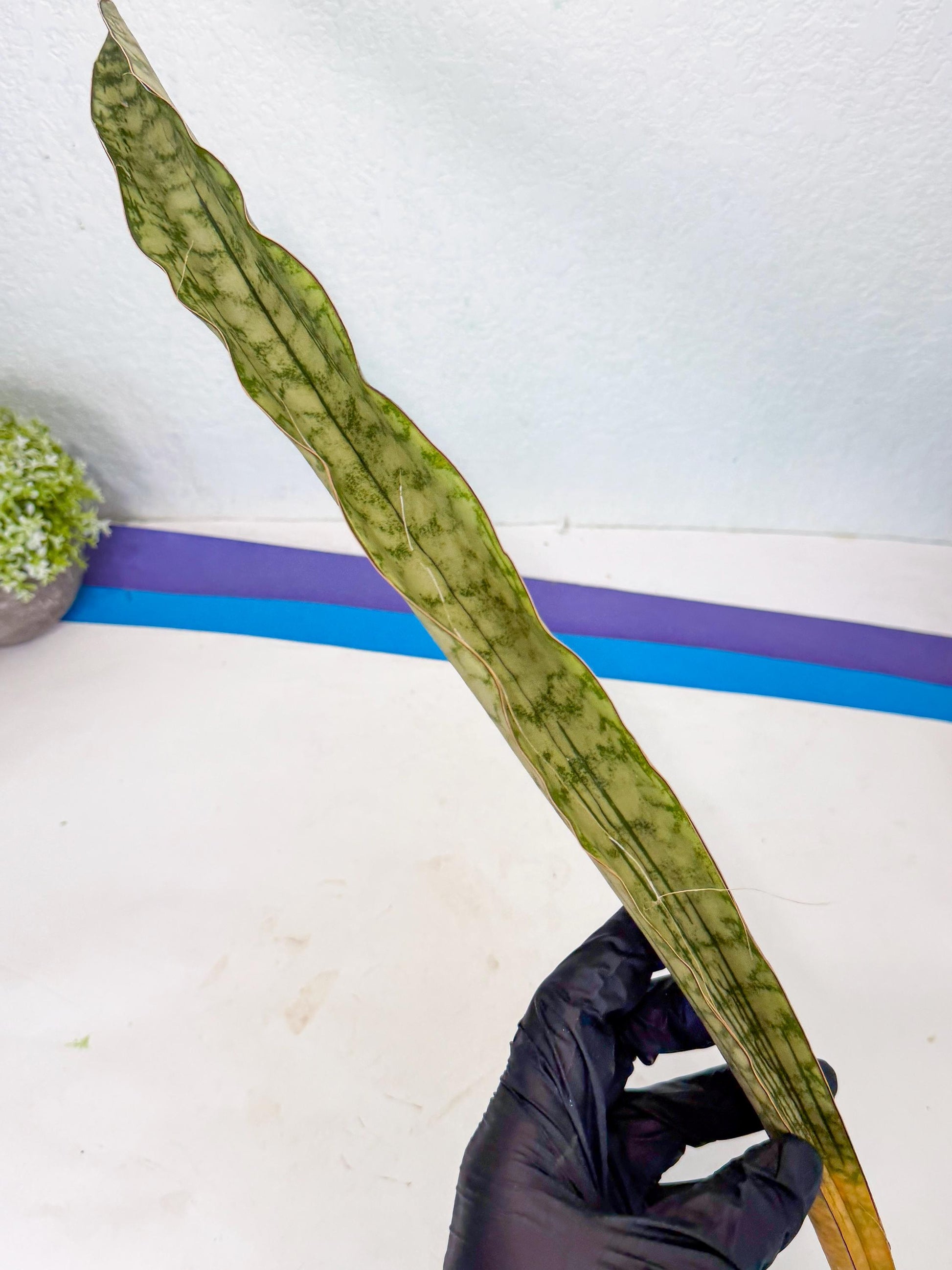 Sansevieria Kirkii Pepito (3) | Rare House Plant