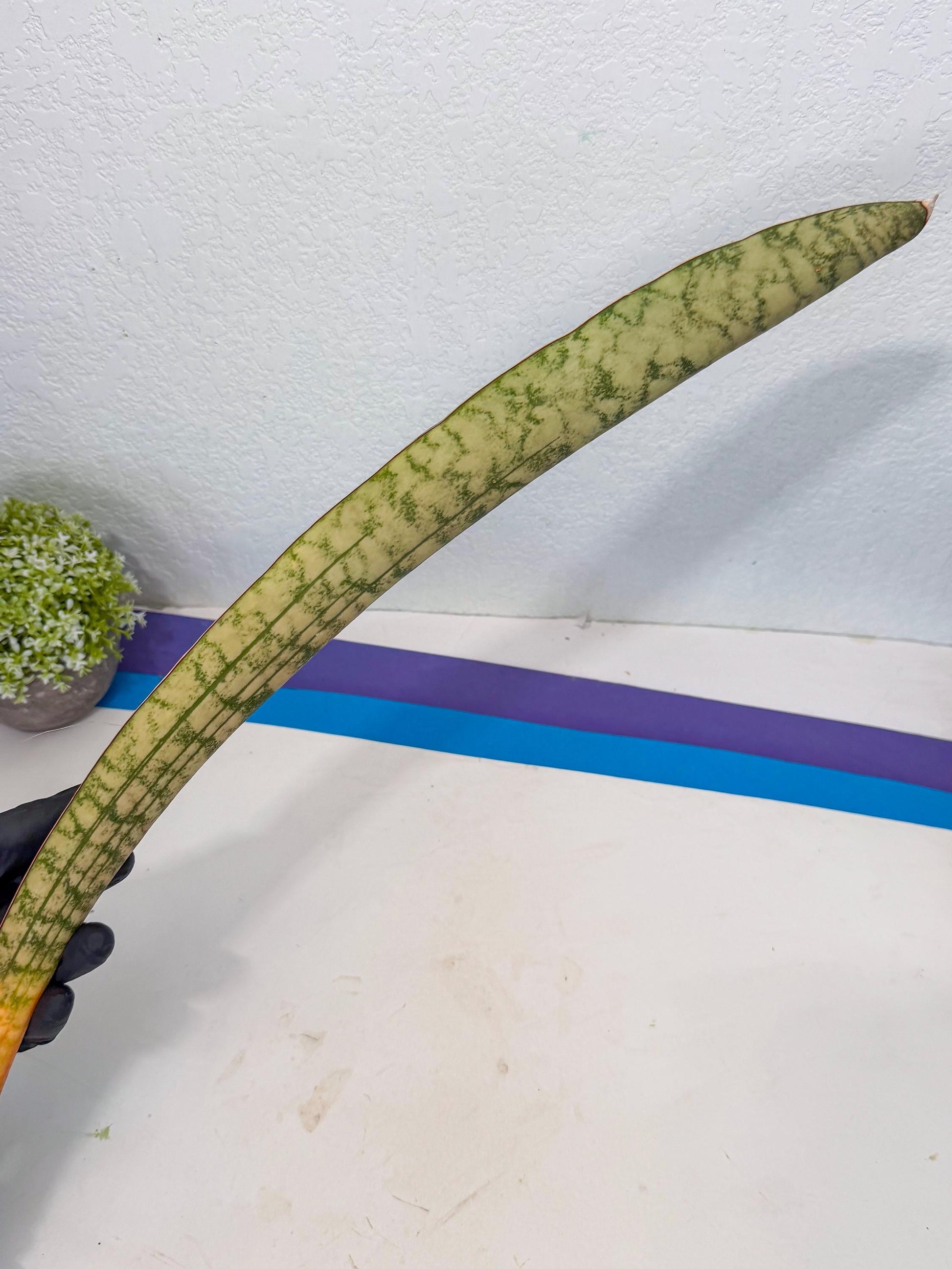 Sansevieria Kirkii Pepito (3) | Rare House Plant