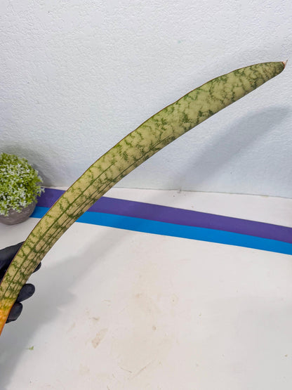 Sansevieria Kirkii Pepito (3) | Rare House Plant