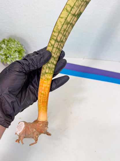 Sansevieria Kirkii Pepito (3) | Rare House Plant