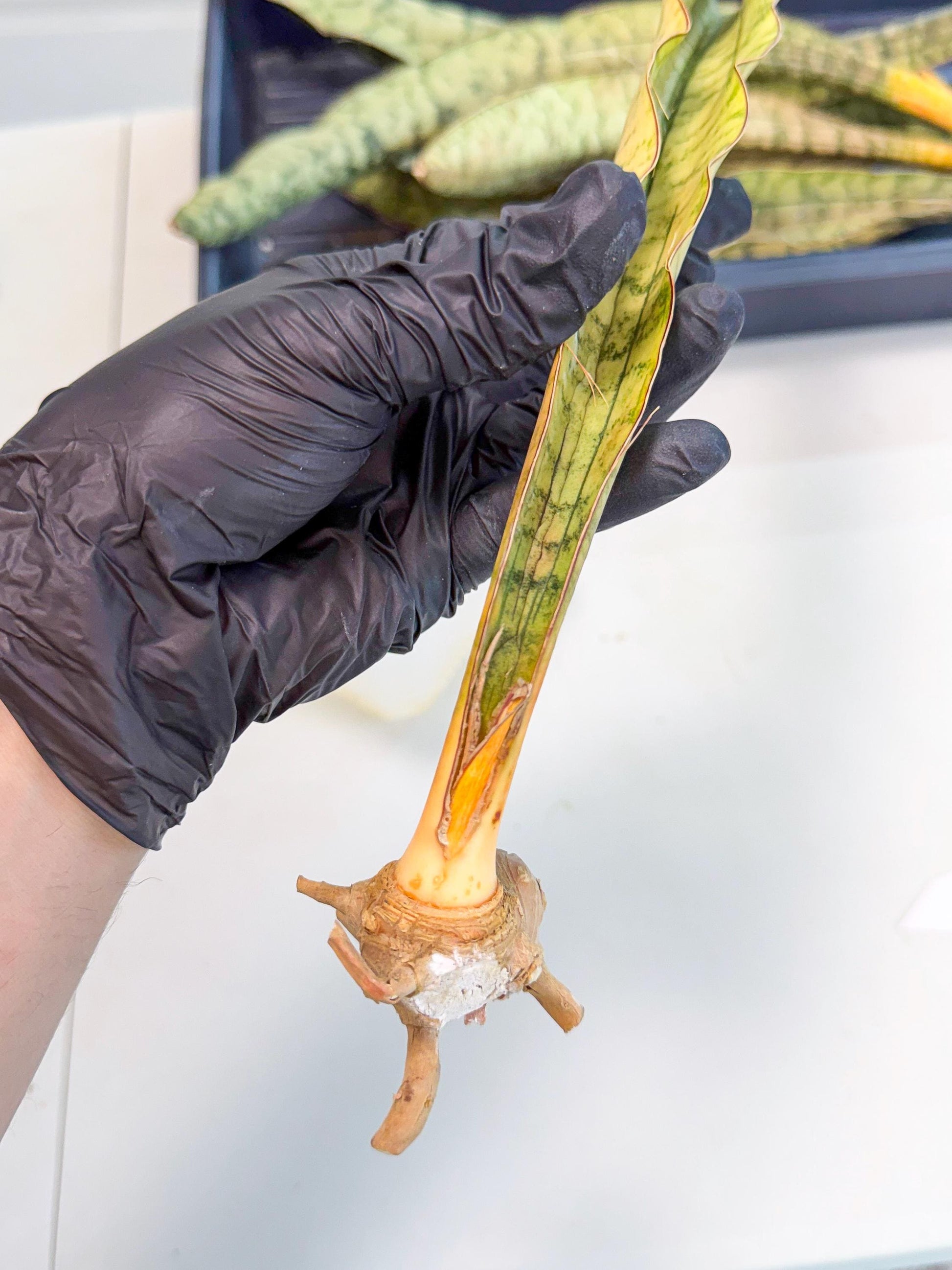 Sansevieria Kirkii Pepito (4) | Rare House Plant