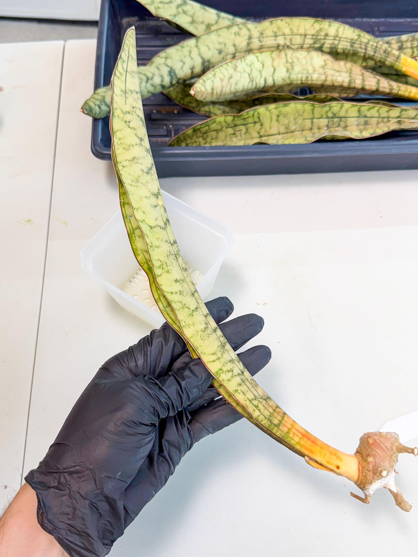 Sansevieria Kirkii Pepito (4) | Rare House Plant