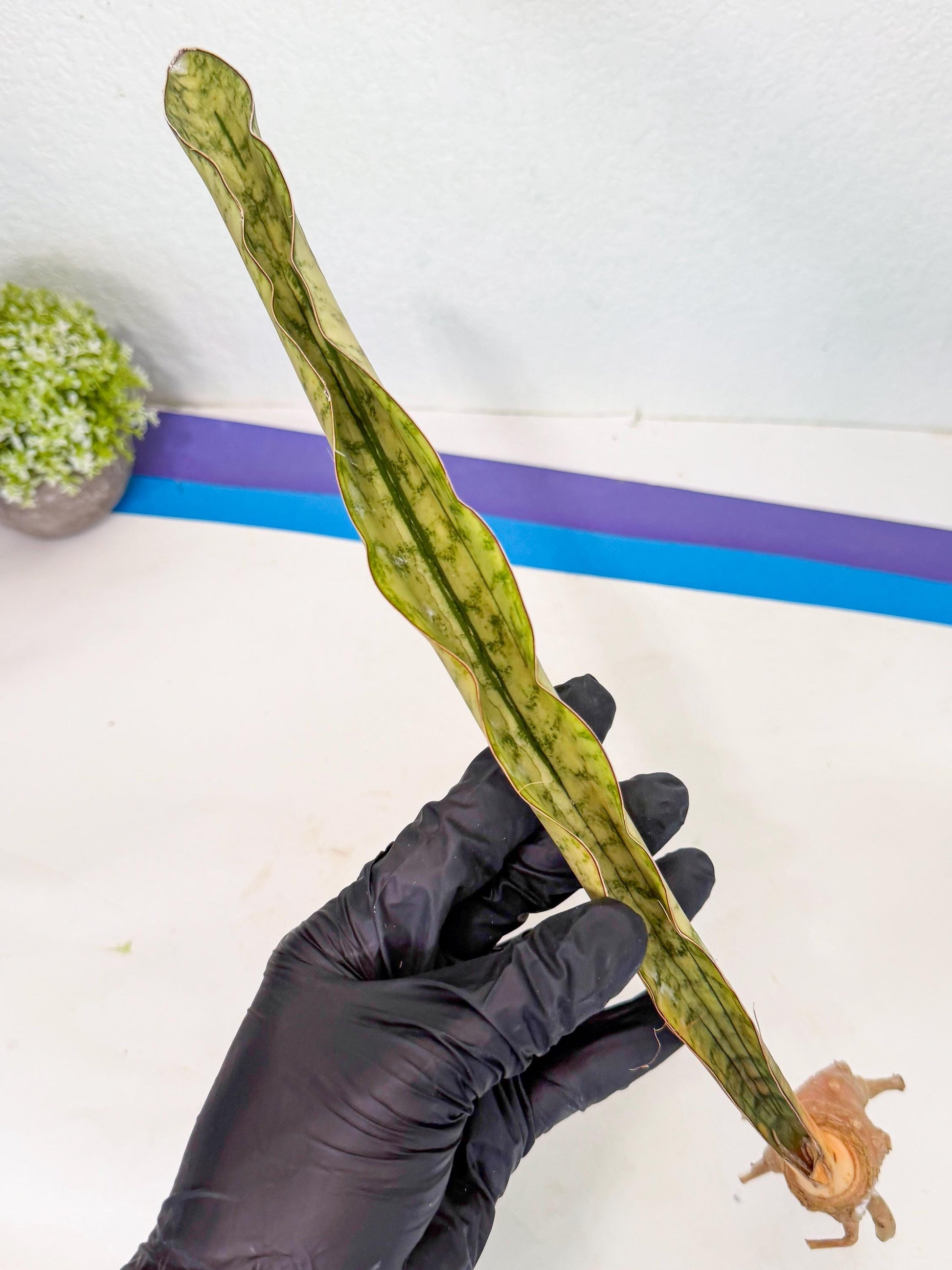 Sansevieria Kirkii Pepito (4) | Rare House Plant