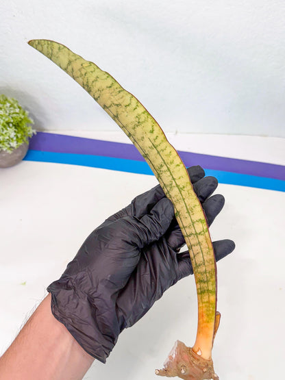 Sansevieria Kirkii Pepito (4) | Rare House Plant