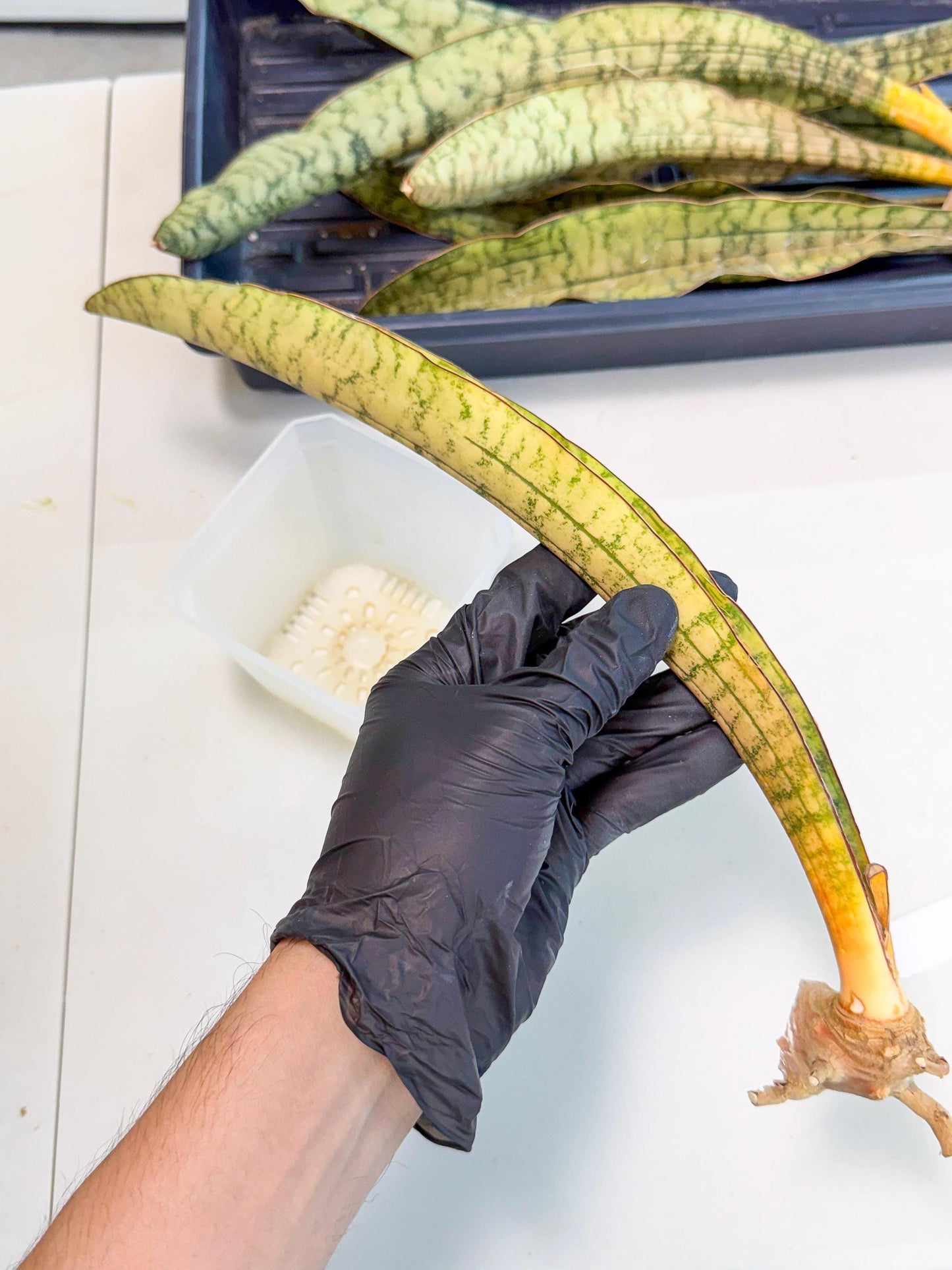 Sansevieria Kirkii Pepito (4) | Rare House Plant