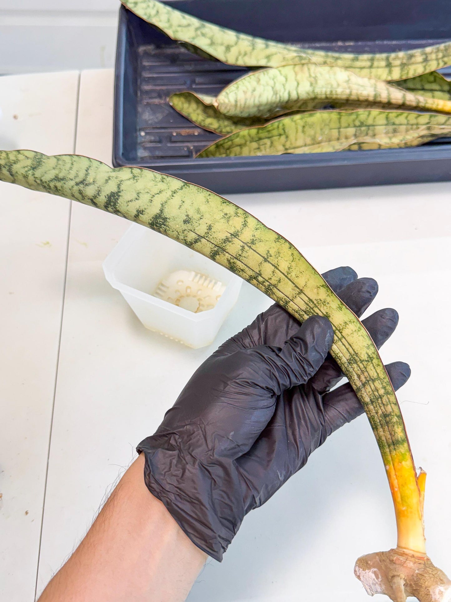 Sansevieria Kirkii Pepito (5) | Rare House Plant