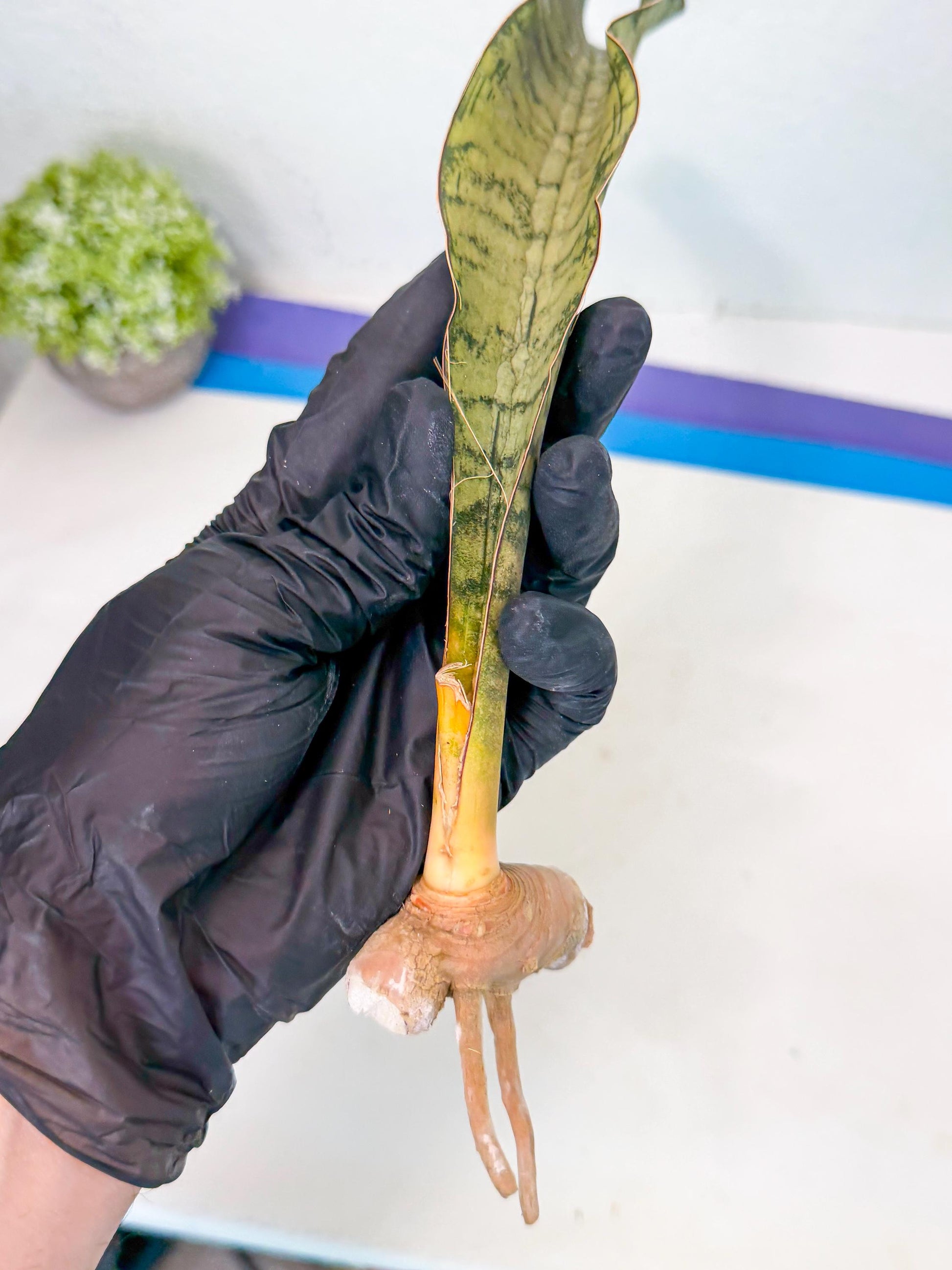 Sansevieria Kirkii Pepito (5) | Rare House Plant