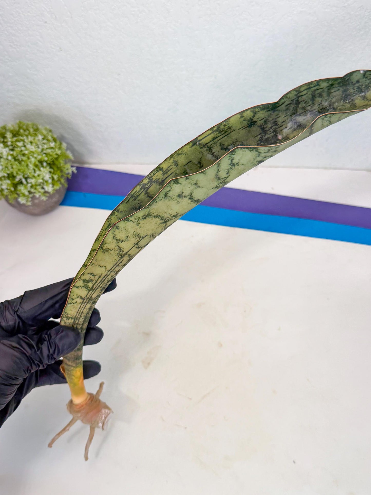 Sansevieria Kirkii Pepito (5) | Rare House Plant
