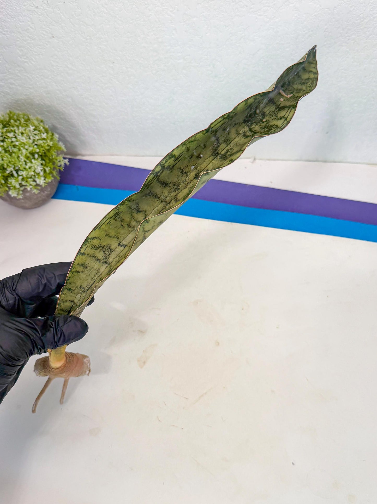 Sansevieria Kirkii Pepito (5) | Rare House Plant