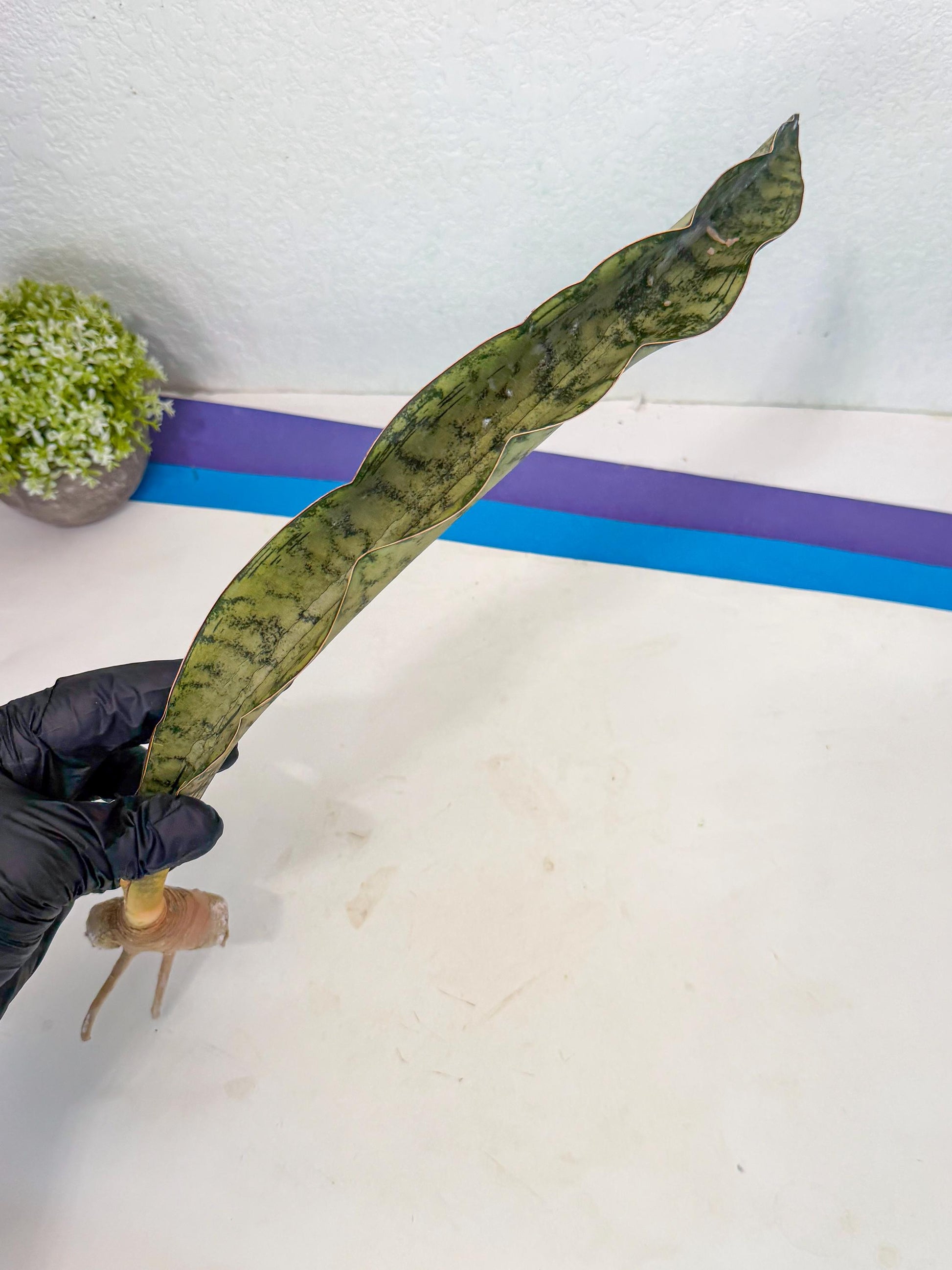 Sansevieria Kirkii Pepito (5) | Rare House Plant