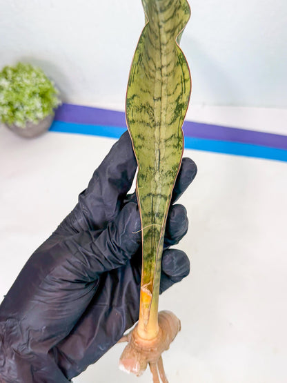 Sansevieria Kirkii Pepito (5) | Rare House Plant