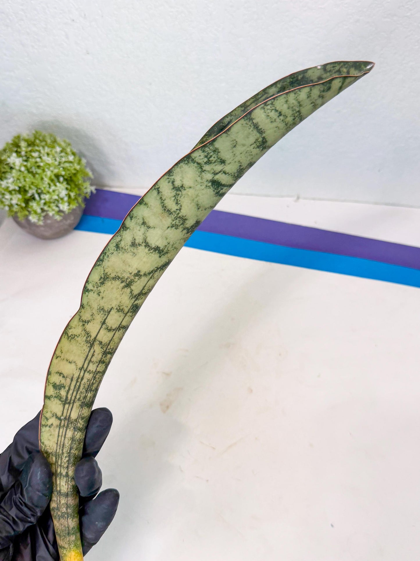 Sansevieria Kirkii Pepito (5) | Rare House Plant