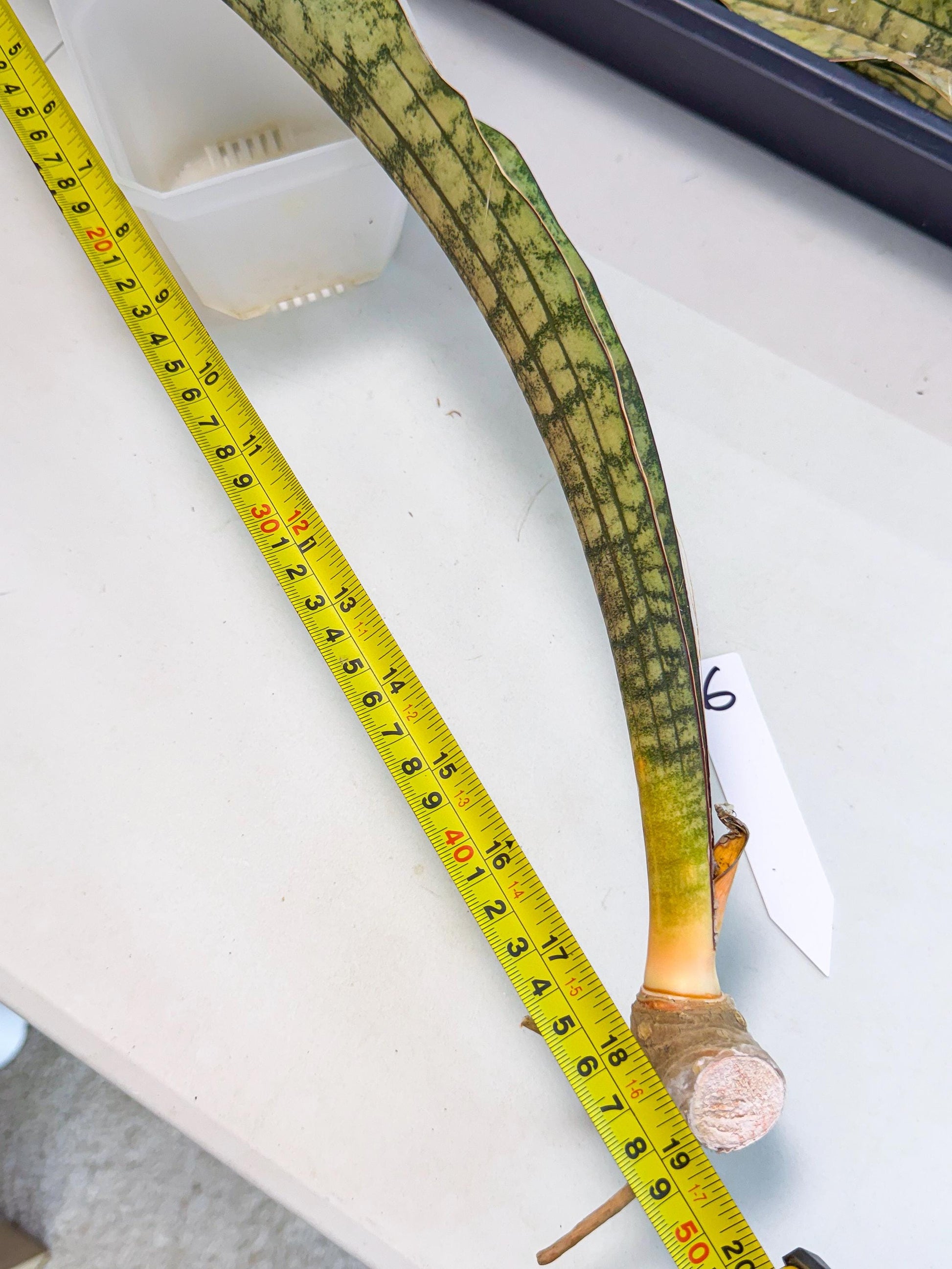 Sansevieria Kirkii Pepito (6) | Rare House Plant