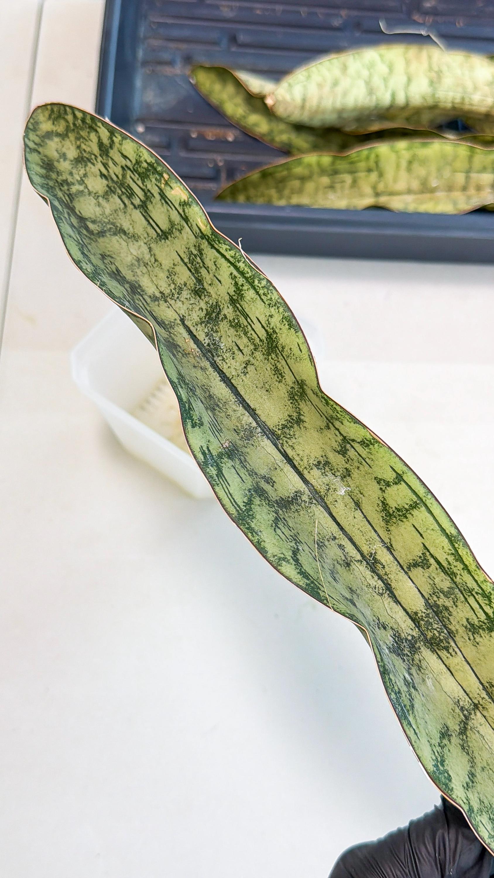 Sansevieria Kirkii Pepito (6) | Rare House Plant