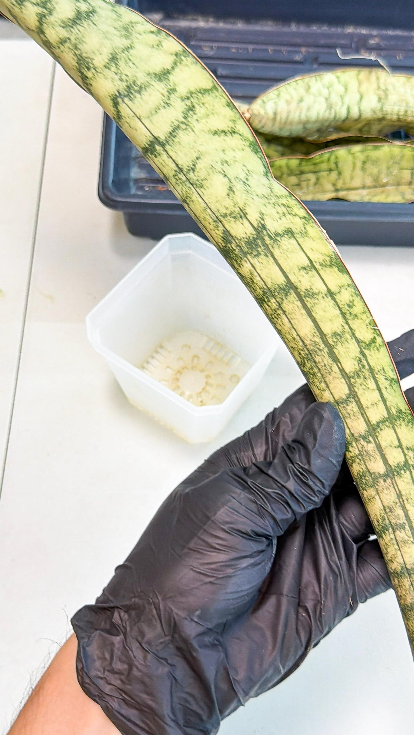 Sansevieria Kirkii Pepito (6) | Rare House Plant
