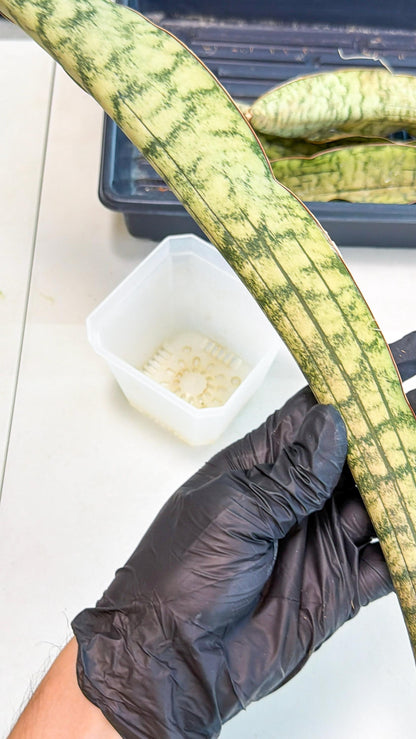 Sansevieria Kirkii Pepito (6) | Rare House Plant